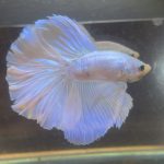 betta236