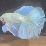 betta236