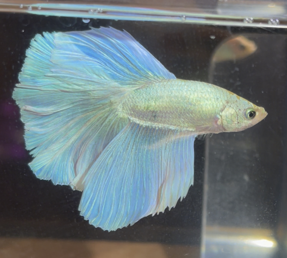 betta236