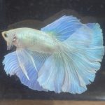 betta236