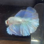 betta236