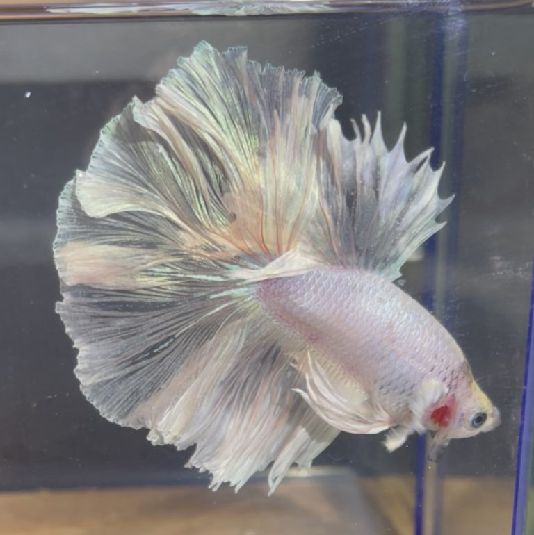 betta239