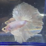 betta239