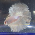 betta239