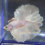 betta239