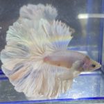 betta239