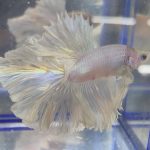 betta239