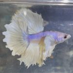 betta238