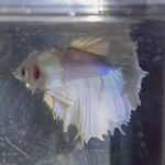 betta238