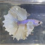 betta238