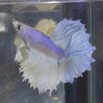 betta238