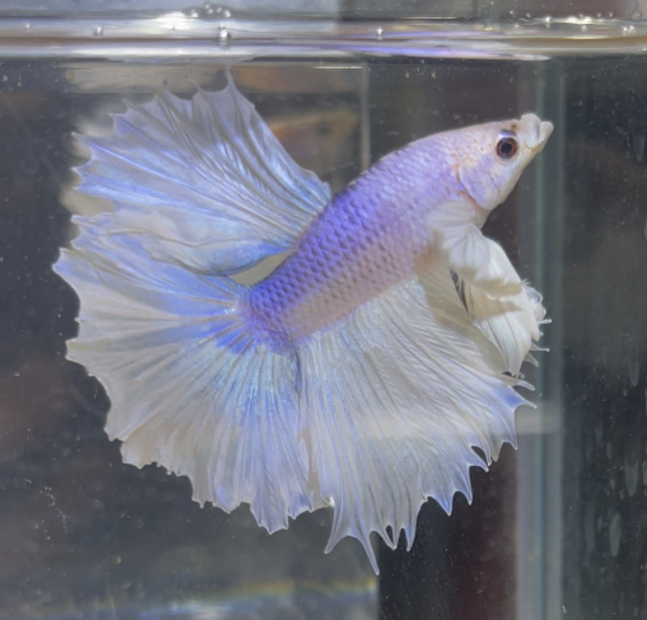 betta238