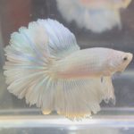 betta241