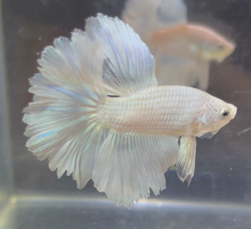 betta241
