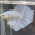 betta241