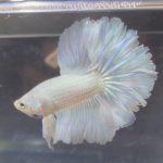 betta241