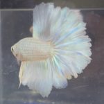 betta241