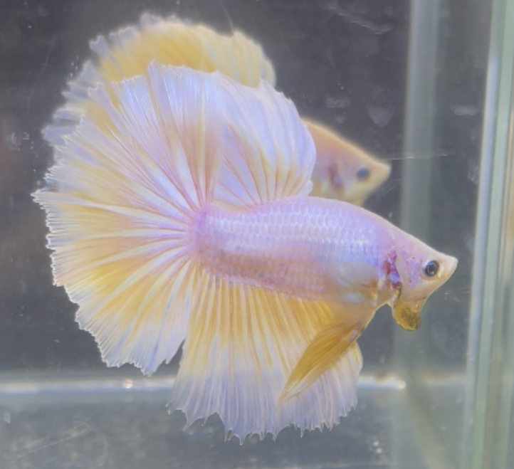 betta244