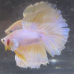 betta244