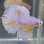 betta244