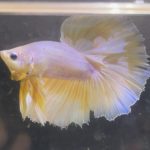 betta244