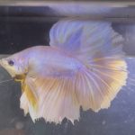 betta244