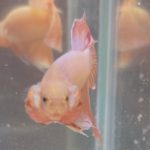betta245