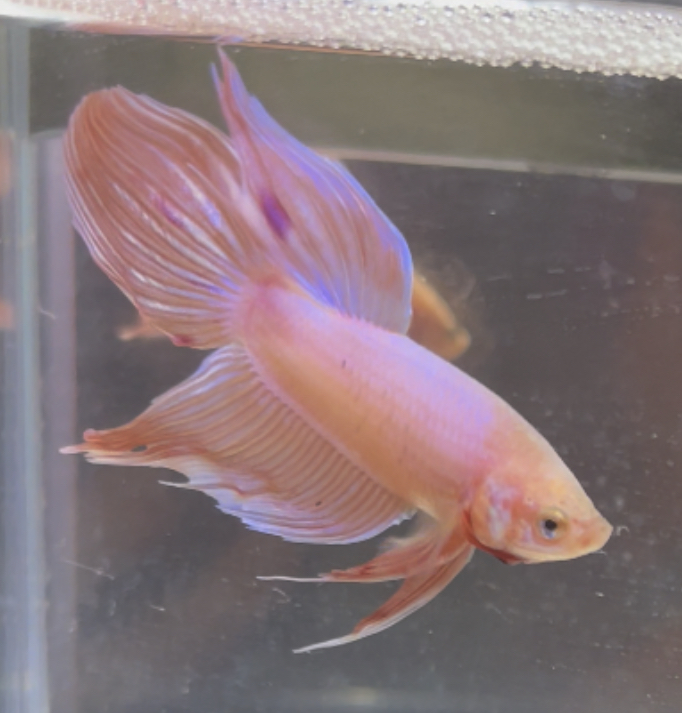 betta245