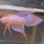 betta245