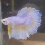 betta244