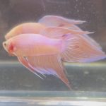 betta245