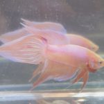 betta245