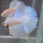 betta246