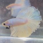 betta246