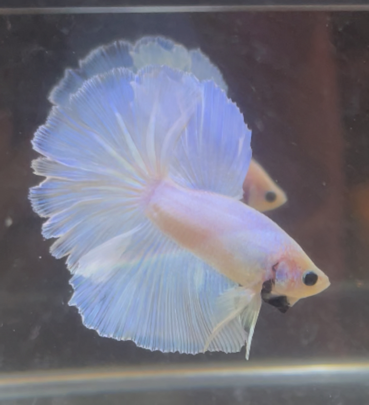 betta246