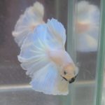 betta246