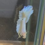 betta246