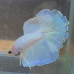betta246