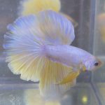 betta247