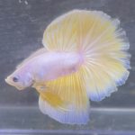 betta247