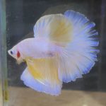 betta247