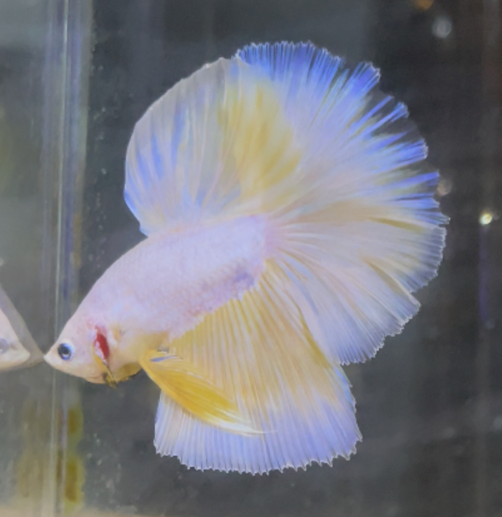 betta247