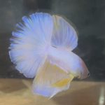 betta247