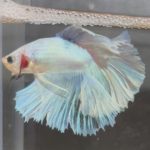 betta243