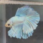 betta243