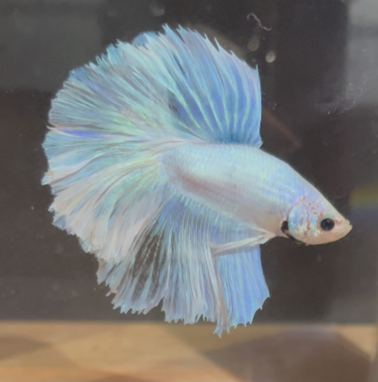 betta243