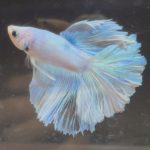 betta243