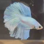 betta243