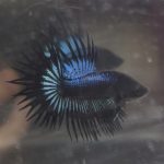 betta240