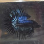 betta240